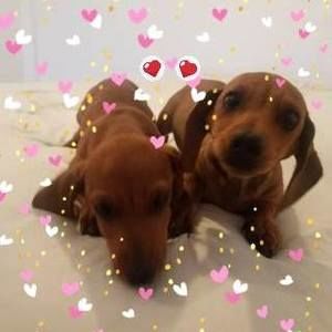 Meet your Posher, Laurie